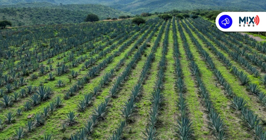 Calvillo se pone sabor propio al mezcal de Aguascalientes