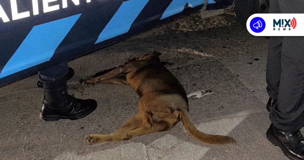 Sigue abierta investigación por muerte de Canelo, aún no hay sanción
