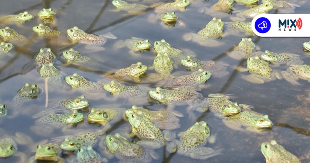 Incursiona Aguascalientes en la crianza de ranas toro