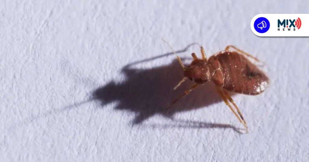 ISSEA y restauranteros atacan fauna nociva que llega en empaques, bolsas y cajas