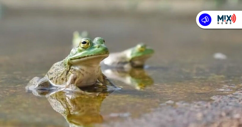 Buscan regular y potenciar producción de peces y ranas toro en Aguascalientes