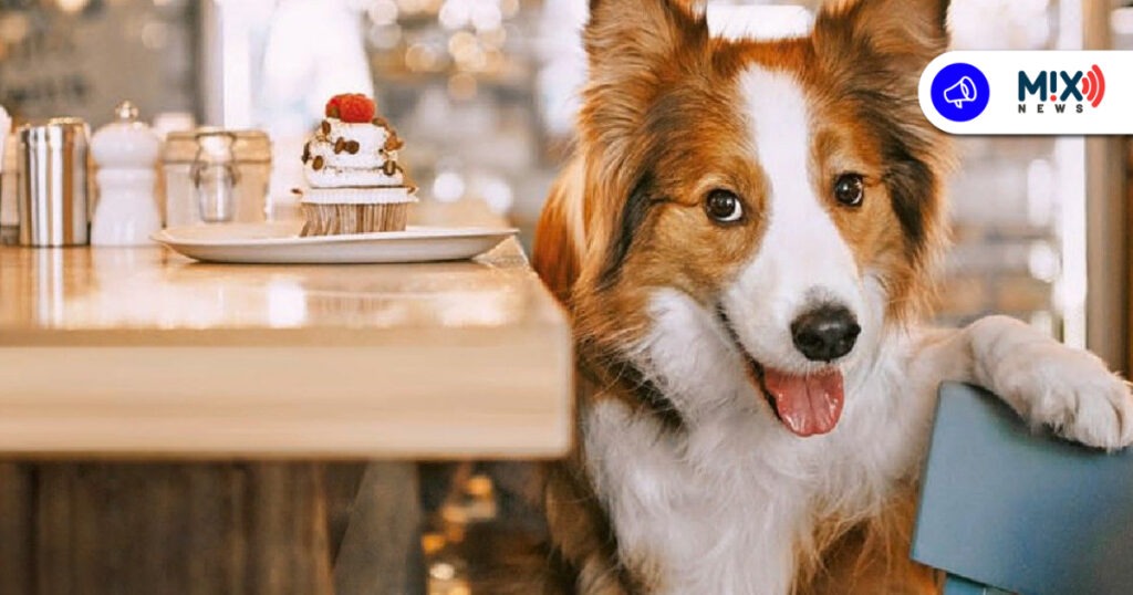 Buscan que centros comerciales sean Pet Friendly en Aguascalientes