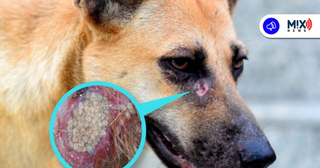 Gusano barrenador ataca mascotas en Aguascalientes