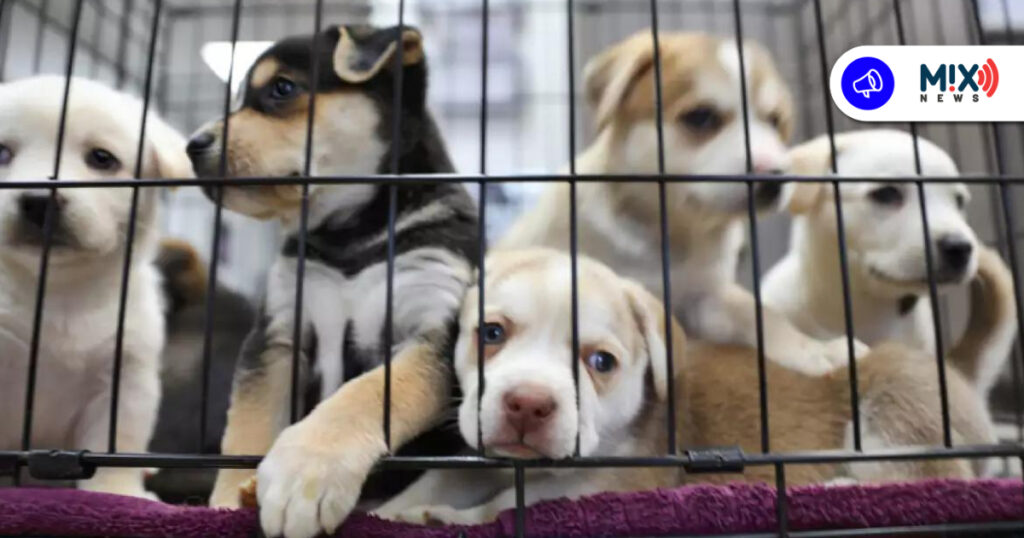 Proponen licencias obligatorias para criar y vender mascotas en Aguascalientes