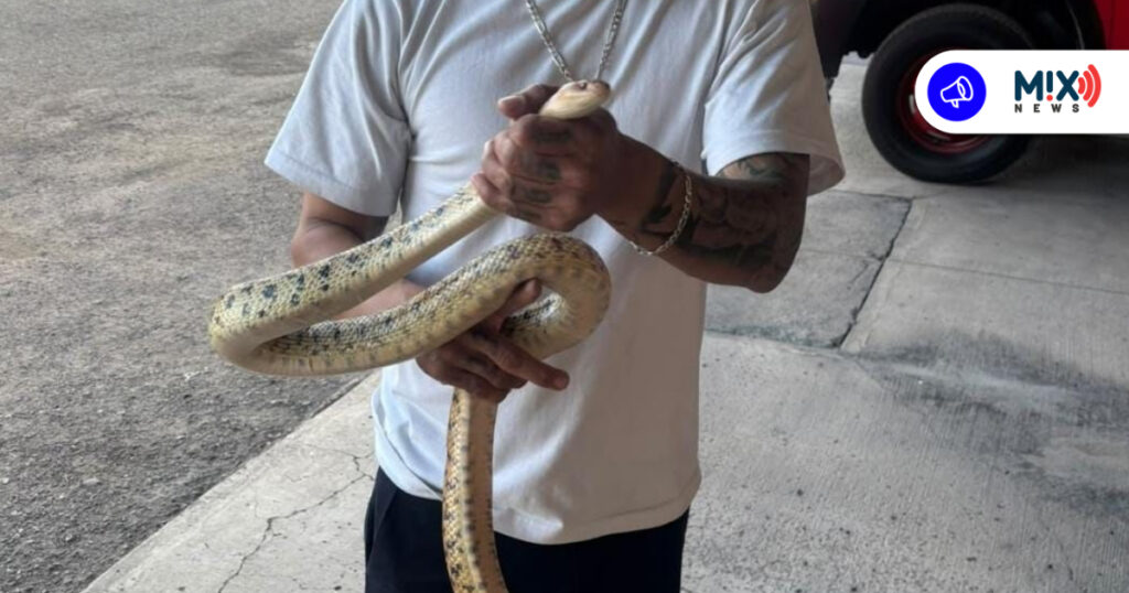Rescatan a serpiente alicante de más de un metro en el fraccionamiento Fidel Velázquez